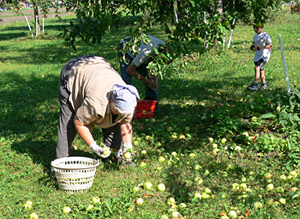 apfel